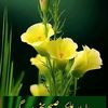 sarfraz.ahmed348