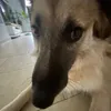datdawgthough