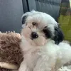 bella_the.morkie