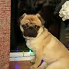 freddythepug1