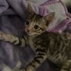 thecatma82848