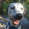 expressivepets1