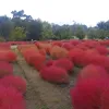 norisfagbes