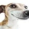 omaispicadoapp