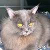 candra.astava