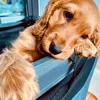 Rufus_cockerspaniel03