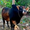 rpranhan