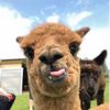 llamaobsessedd
