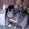 the_beautiful_rat