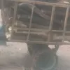 trai.hmoobvaj
