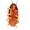 theoneandonlycockroach16