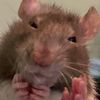 ilovecrustyrats