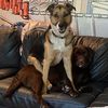 alwaysadoptpups23
