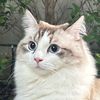 tiggercherlyneragdoll
