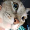 kapo_italiano