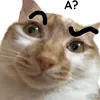 naodoxexindoiid