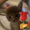 tavira_rl