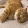 orangecat1891