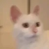 sellloroh
