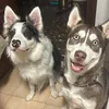luffyboderandnamihusky
