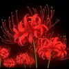 _kalachikaa