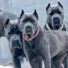 konstantinosdogma