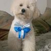 poodle_de_yhas