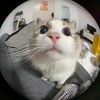 cutiepatootiecreamy