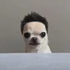 ngocanhlatui0