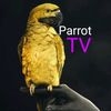 parrotghana