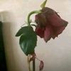 sx_mq3