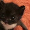 tiankitty