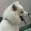 nguyncngv3