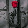 zubiafzalwww.tiktok.com