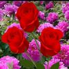 sharmin.akter0365