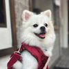 johnnyydog