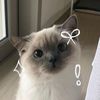 marsyaa_no