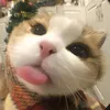 huyhkhahhaiiduon