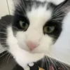 felinenenenenene