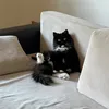 koshka_kakashka