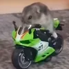 chikenboi88