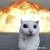 flukkq