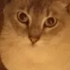 helloimj4