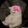 ytgyuuuiuuyttty