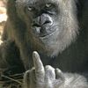 niger.hater