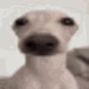 imnot_xenon