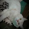 mylovely_catss