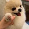 kookeu.bear