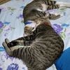 ciko_9681