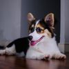 macythecorgii